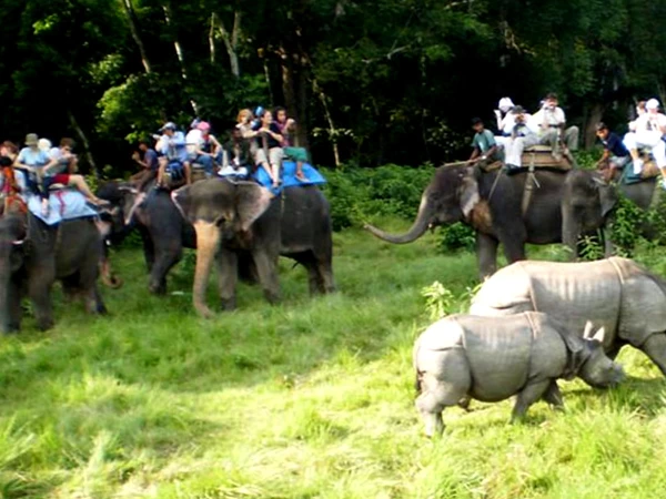 Elephant Safari In Chitwan