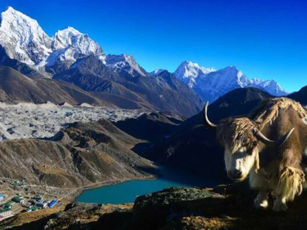 Gokyo Yak