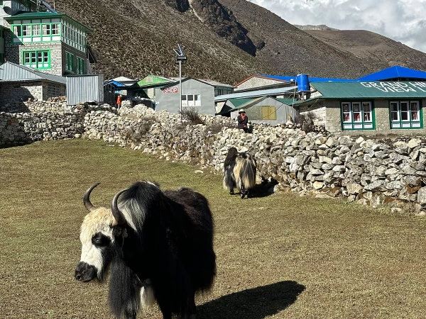 Yak And Mountain