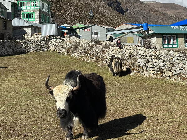 Yak On The Way To Chola